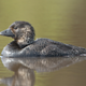 Un pato almizclero australiano de la misma especie que el ejemplar parlanchín.